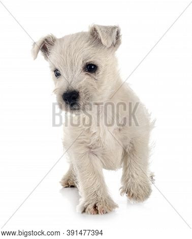 Puppy West Highland White Terrier In Front Of White Background
