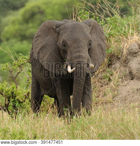 Closeup of African Elephant (scientific name: Loxodonta africana, or 