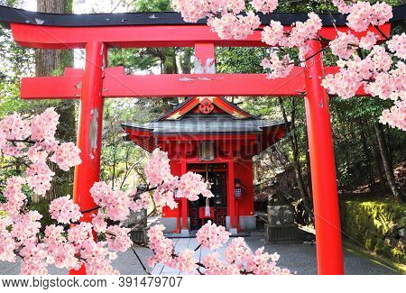 Cherry blossoming season in Japan. Blooming sakura tree, Torii gate and pavilion in Hakone Shrine, Hakone city, Kanagawa prefecture, Japan 