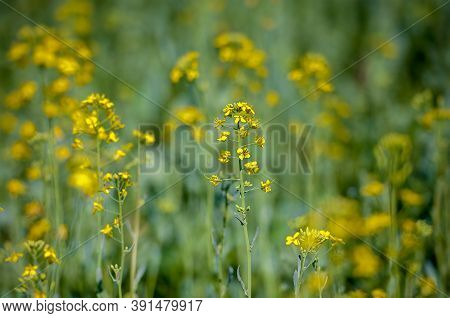Detail Of Flowering Rapeseed Field, Canola Or Colza (brassica Napus)/ Plant For Green Energy And Oil