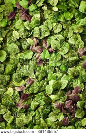 Background From Dark Green Leaves Of Tropical Plants. The Wall Is Entwined With Green Plant, Natural