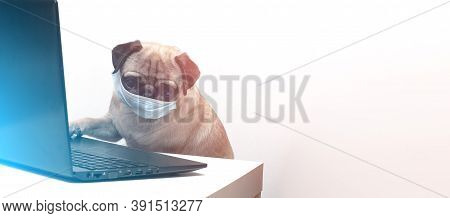 Pug Dog In Medical Mask Works As A Doctor At A Laptop. Concept Of A Doctor Dog. Place For Text. Copy