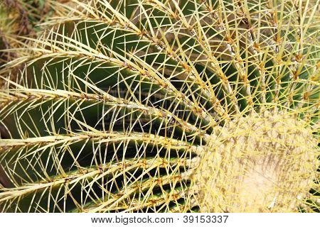 Złoty Barrel Cactus, Echinocactus Grusonii