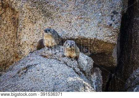 Three Rock Hyrax Standing In A Rock  In Kruger National Park, South Africa ; Specie Procavia Capensi