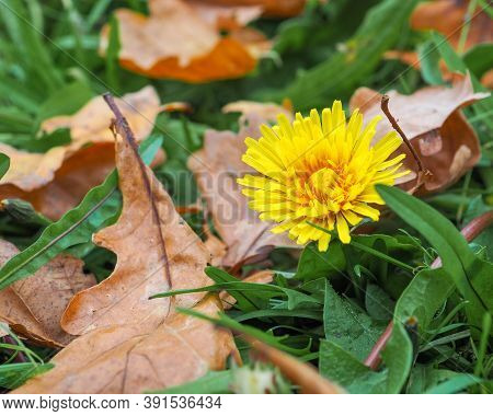 A Lonely Belated Yellow Dandelion Blooms In The Fall In The Grass Among The Fallen Leaves Of The Tre