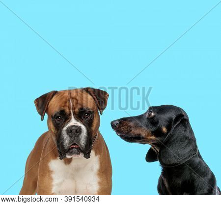 Dutiful Boxer looking forward and Tackel looking at it on blue background