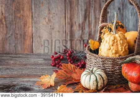 Autumn Nature Concept. Dogberry, Pumpkinsin A Basket, Colorful Leaves On A Wooden Table.
