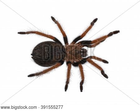 Top View Of Young Brachypelma Boehmei Aka Mexican Fireleg Tarantula. Isolated On White Background.