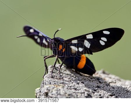 butterfly outdoor in summer (amata phegea)