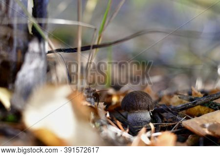 A Small Sturdy Mushroom Boletus, Closeup In The Woods.