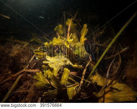 Picture Of Bladder Wrack Or Fucus Vesiculosus A Common Seaweed Incold Northern Waters. Picture From 