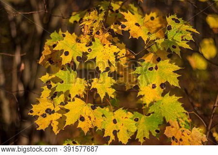 Yellowed Maple Leaves With Black Spots, Attack By The Fungus Rhytisma Acerinum