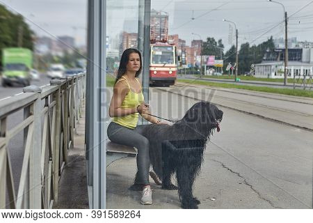 Lady With Briard Waits For Tram On Street.