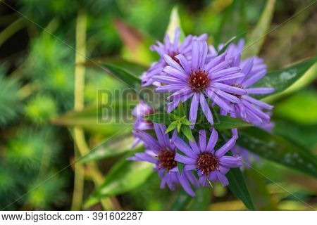 Blue Autumn Flowers. Aster Tataricus Is A Perennial Herb.