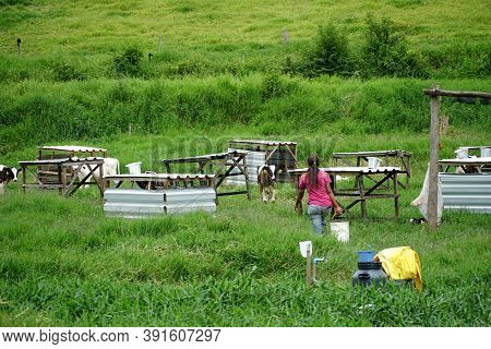 Cows Grazing On A Green Field With Farmer Milking The Cow. Amparo, State Of Sao Paulo, Brazil. Octob