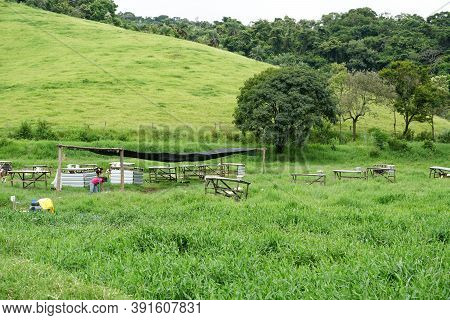 Cows Grazing On A Green Field With Farmer Milking The Cow. Amparo, State Of Sao Paulo, Brazil. Octob