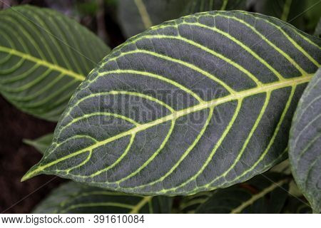 Sanchezia Speciosa Leonard. Variegated Green Leaves With Yellow Veins On Them, On The Green Backgrou