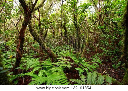 Svěží Les v Macizo De Anaga, Tenerife, Španělsko.
