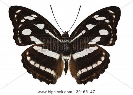 Butterfly lajien Athyma Reta Moorei