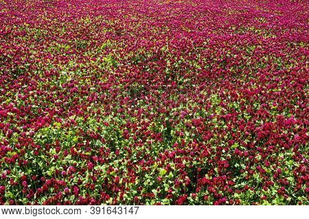 Red blooming crimson clover field (Trifolium incarnatum) natural background