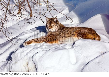 Gorgeous spotted redhead lynx resting in the fluffy snow. Ranua zoo in Lapland. Animals are housed in natural conditions. The concept of active, winter, environmental and photo tourism