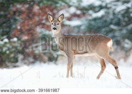 Roe Deer Doe Standing On White Field During Snowing.