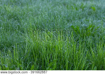 Green Grass Stalks With Morning Water Drops And Blurry Background