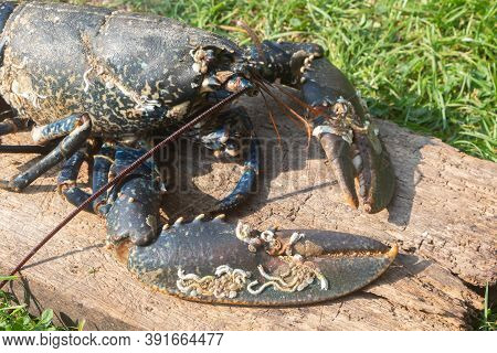 Breton Alive Lobster After Fishing It In Brittany