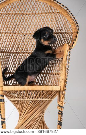 A Portrait Of A Cute Jack Russel Terrier Puppy, Standing On Hind Legs On A Rattan Chair, Isolated On