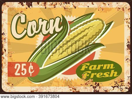 Corn Rusty Metal Plate, Vector Fresh Farm Product Vintage Rust Tin Sign. Eco Market Vegetable Produc