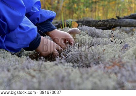 Hands Cutting Off One Of The Two Mushrooms Found, In Blue Moss.