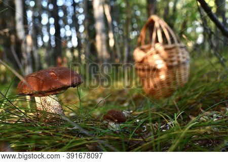 Large And Small Mushrooms Are Brown Podosinoviki Next To In The Grass Sedge, In The Woods, Near The 