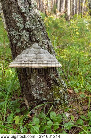 Inonotus Obliquus Or Birch Mushroom. Chaga Is Used In Folk Medicine As An Antitumor And Gastritis Ag