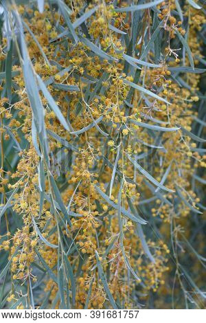 Weeping Myall Tree With Pale Yellow Flowers, Native To Australia