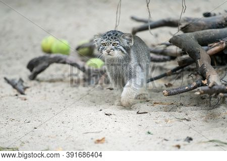 Pallas's Cat  (otocolobus Manul). Manul Is Living In The Grasslands And Montane Steppes Of Central A
