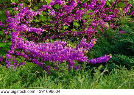 Judas Tree Blossoming In The Park. Beautiful Nature Background In Morning Light. Purple And Green Co