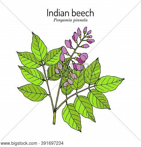 Indian Beech Or Pongam Oiltree Pongamia Or Millettia Pinnata , Medicinal Plant. Hand Drawn Botanical