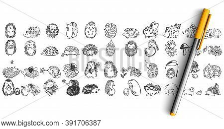 Hedgehogs Doolde Set. Collection Of Pencil Pen Ink Hand Drawn Sketches Templates Patterns Of Forest 