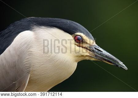 The Black-crowned Night Heron (nycticorax Nycticorax), Portrait. Portrait Of A Night Heron With A Da