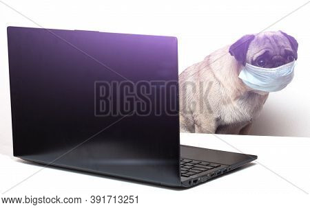 Pug Dog In Medical Mask Works As A Doctor At A Laptop. Concept Of A Doctor Dog