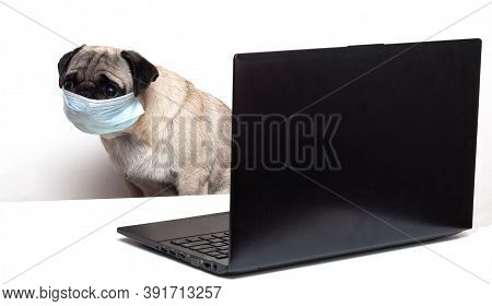 Pug Dog In Medical Mask Works As A Doctor At A Laptop. Concept Of A Doctor Dog
