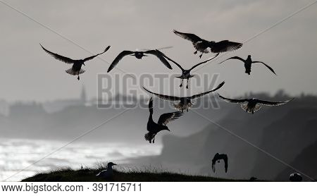 Herring Gull Flock Feeding On Cliff Top In East Yorkshire, Uk.