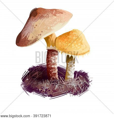 Cystoderma Amianthinum Parasol, Saffron Powder-cap, Small Orange-ochre, Or Yellowish-brown, Gilled M