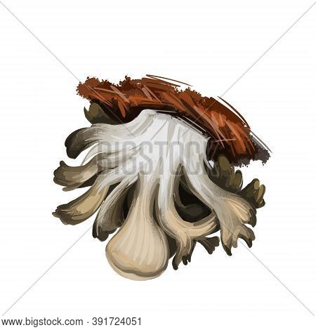 Grifola Frondosa Polypore Mushroom Grows In Clusters At Trees, Hen Of The Woods, Rams And Sheeps Hea
