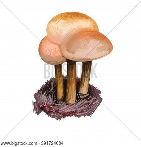 Gymnopus Dryophilus Mushroom Collybia Dryophila Levipedes Of The Genus. Edible Fungus Isolated On Wh