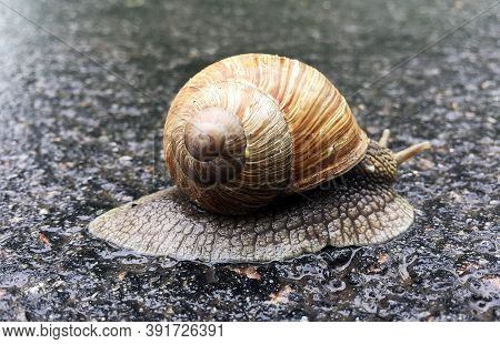 Small Garden Snail In Shell Crawling On Wet Road, Slug Hurry Home. Snail Slug Consist Of Edible Tast