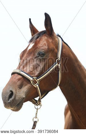 Accessories For Horse Trainings And Events In Rural Equestrian Training Centre. Image Of An Empty Tr