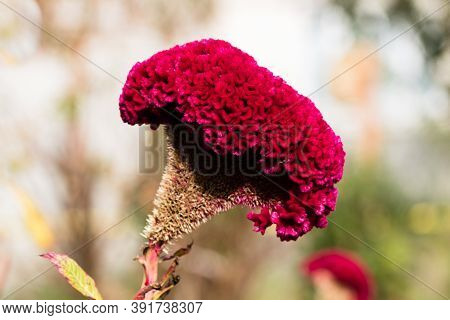 Isolated Colorful Celosia Cristata Flower In Garden. Close Up Of Pink Cockscomb Flower,