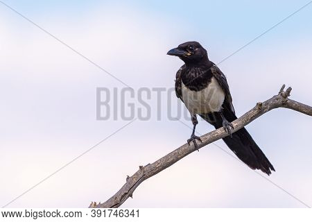 Magpie Or Pica Pica Perched On A Tree Branch On Sky Background.