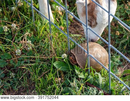 A Curious Goat Checks Out A Common Box Turtle In A Missouri Pasture. The Turtle Found Himself Unable